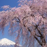 本門寺の枝垂れ桜と富士山の写真 「鮮やかなる簾」