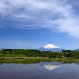 小山町の水田の逆さ富士の写真 「白雲見上げて」