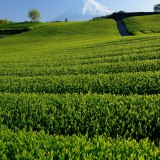 今宮の茶畑の写真 「新芽の息吹」