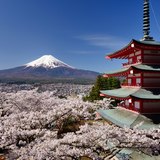 新倉山浅間公園・忠霊塔から望む満開の桜と富士山の写真 「透明な空の下」