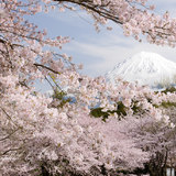 岩本山公園の桜と富士山の写真 「春の息吹」