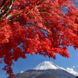 精進湖の紅葉と富士山の写真 「秋の実り」