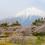 富士桜自然墓地公園の桜と富士山の写真 「曇天桜ロード」