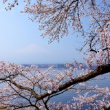 河口湖長崎の写真 「咲き乱れる」