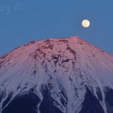 朝霧高原の紅パール富士の写真 「桃色に昇る」
