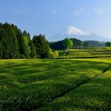 大淵笹場の茶畑の写真 「一面に広がる」