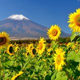 花の都公園のヒマワリと富士山の写真 「笑顔、上を向いて。」