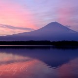 田貫湖の朝焼けの写真 「紫陽花色」